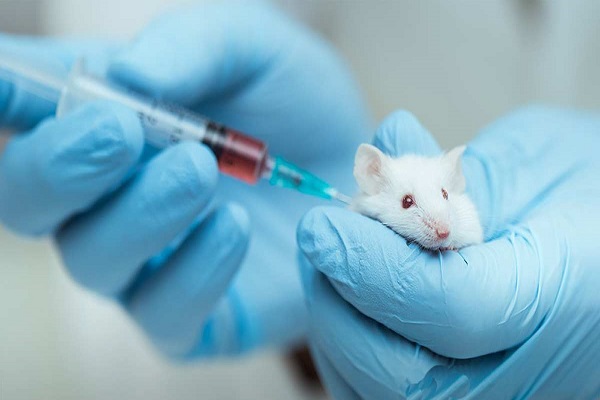 انشا غیرطنز درد دل یک موش آزمایشگاهی