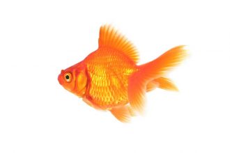 غذای ماهی قرمز