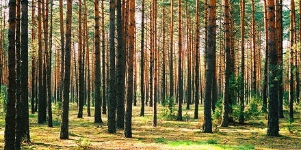 ارتباط بین کتاب و درخت در چیست؟