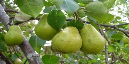 مقاله درمورد خواص گلابی
