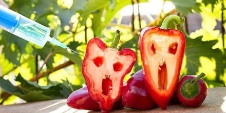 مقاله کامل درمورد تراریخته