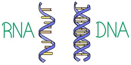 RNA چیست