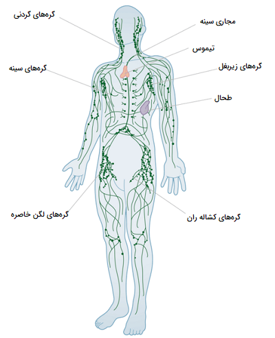 سیستم لنفاوی چیست؟