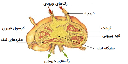 سیستم لنفاوی چیست؟